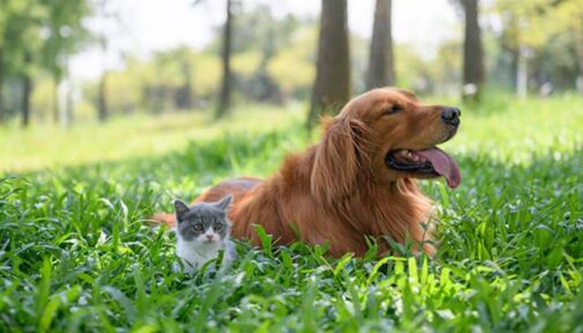 Parassiti di cani e gatti Parassiti di cani e gatti